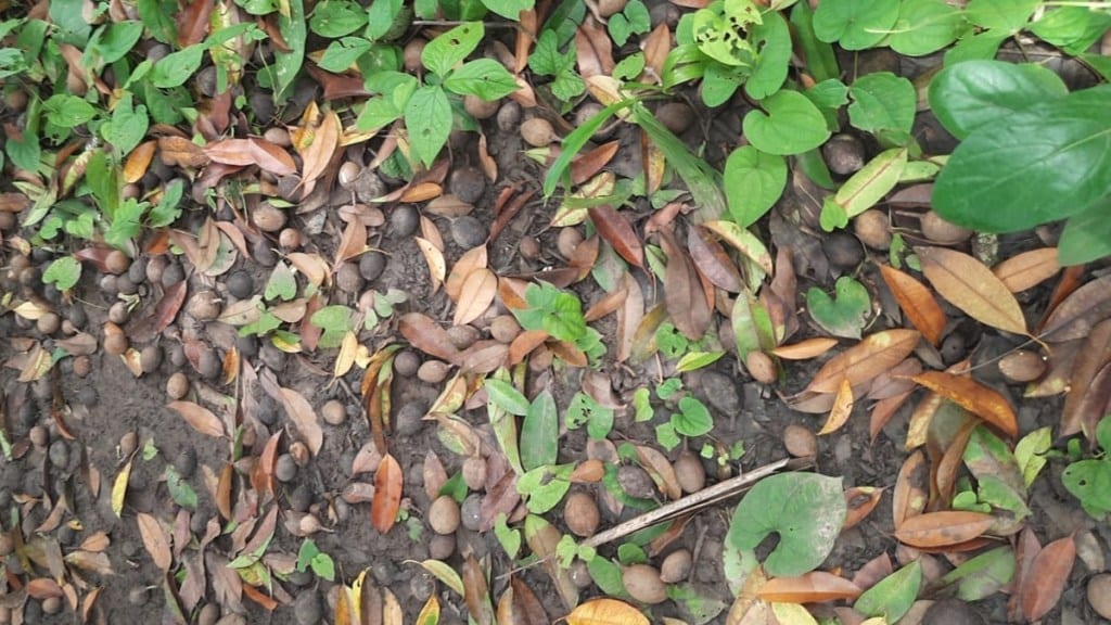 Chiku farmers in Palghar