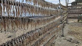 shortage of dried fish bhayandar