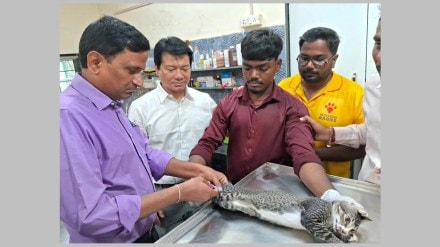 stray dogs Vaccination Mira Bhayandar