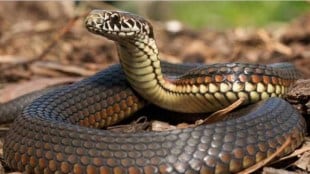karad patan Child dies of snakebite