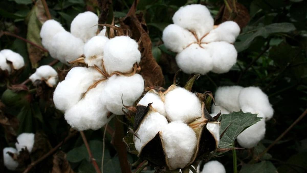 cotton MSP