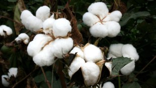 cotton MSP