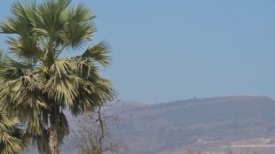 one lakh trees in Surjagarh iron mine