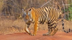 व्याघ्रसंवर्धन कितपत अचूक?