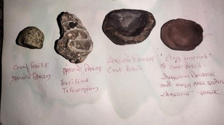 palghar Fossils of marine animals