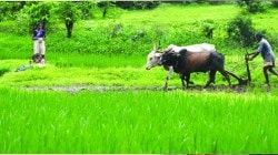 शेतकऱ्यांच्या उन्नतीसाठी राष्ट्रीय नैसर्गिक शेती मिशन