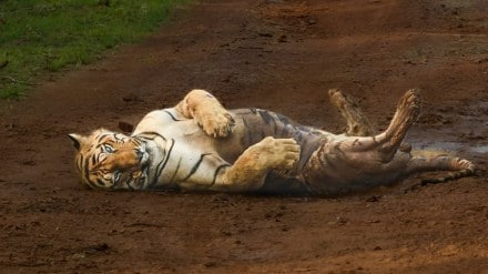chota matka tiger in tadoba