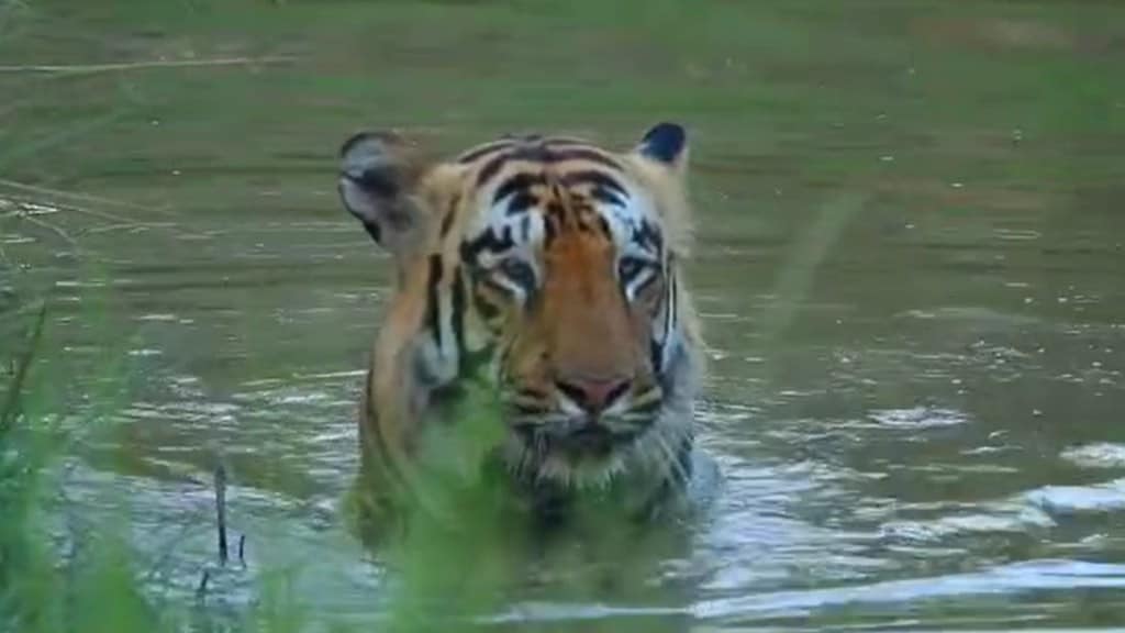 xylo tiger news in marathi