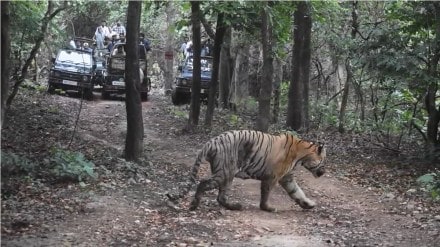 tiger video viral tadoba