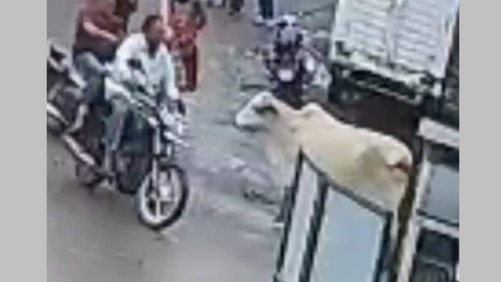 cow attack video nashik