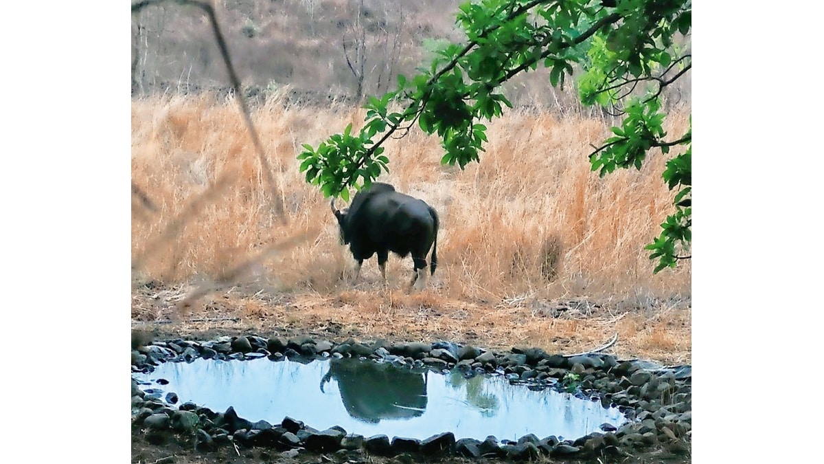 forest experience during animal census