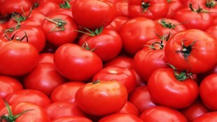 pune tomato prices