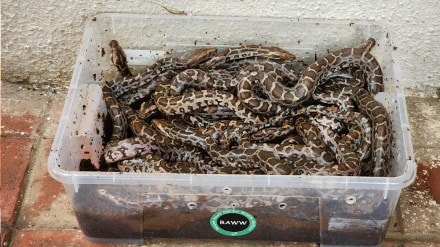 Mumbai Python eggs found