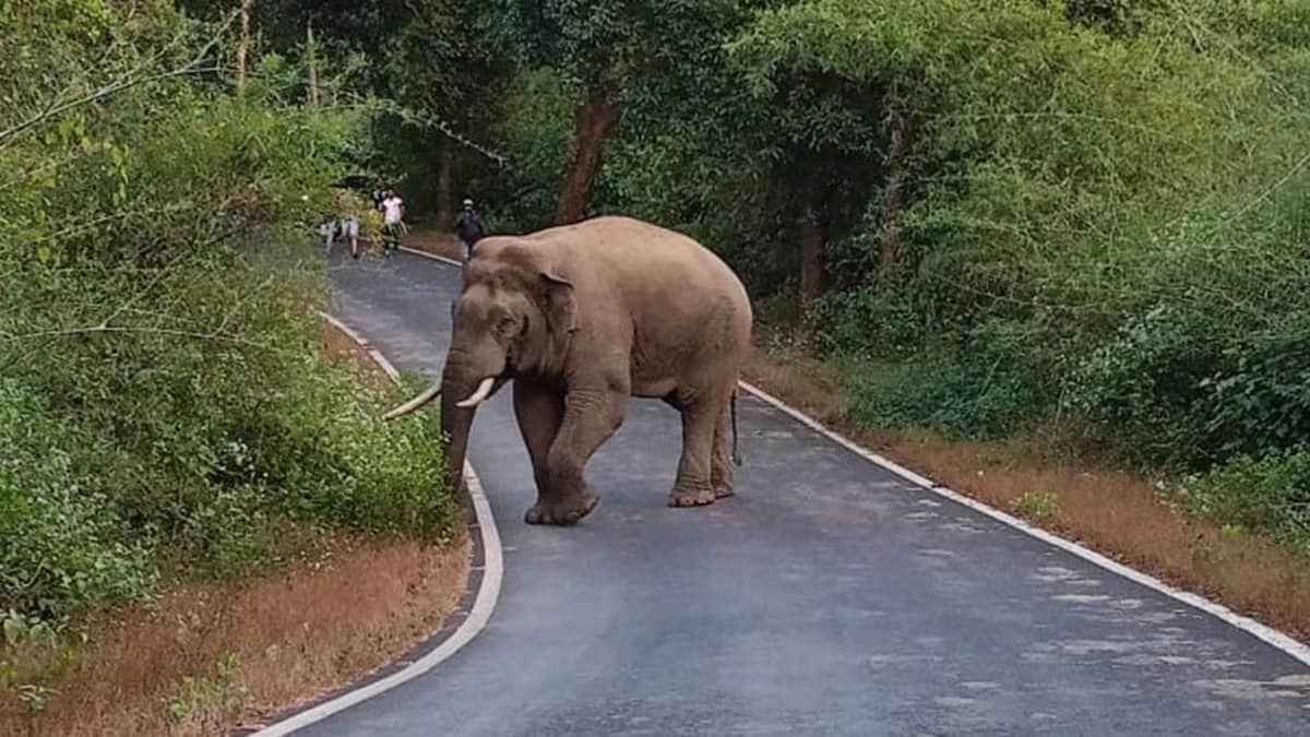 elephant attack on villager Chandrapur