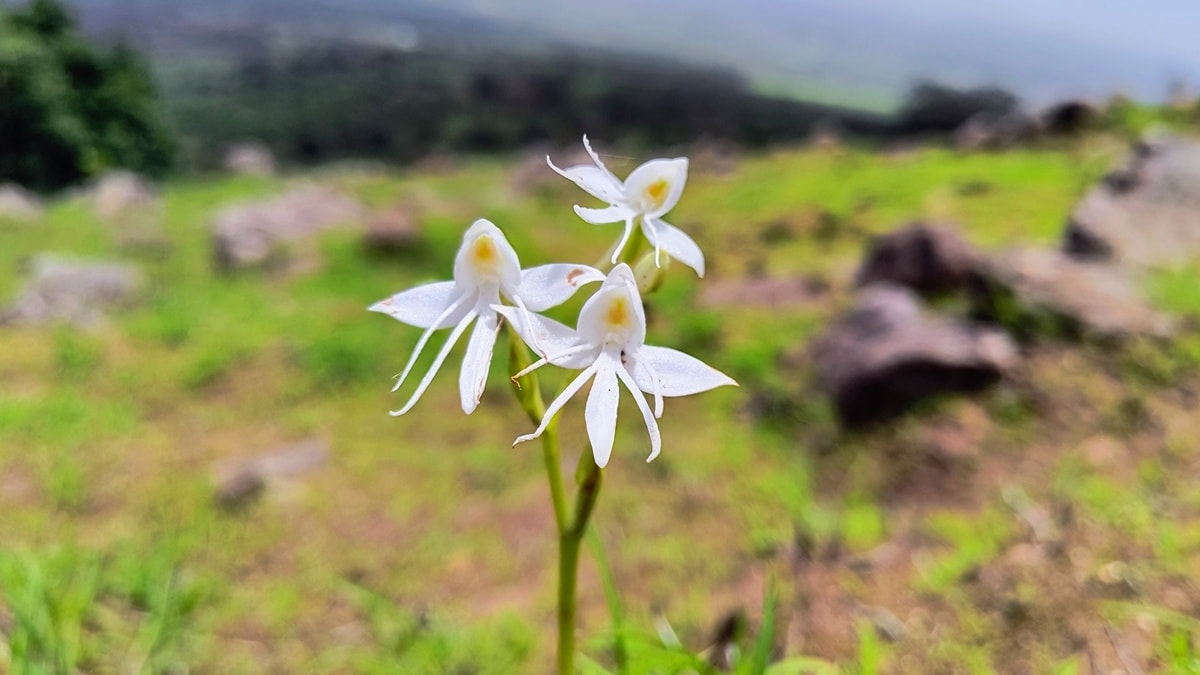 Ashadh habeamri plants