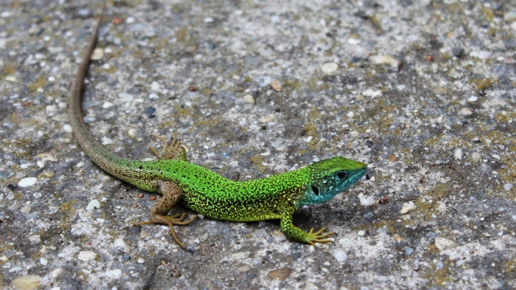 lizard change color loksatta news