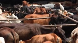 कत्तलीसाठी क्रूरपणे पशुधन नेणाऱ्यांवर कराडमध्ये कारवाई; एकाच वाहनातील तब्बल ५३ पशुधनांची सुटका