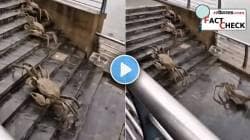 पावसाळ्यात हिंदी महासागरातून बाहेर पडू लागले राक्षसी खेकडे? VIDEO मुळे दहशतीचे वातावरण; पण सत्य काय; वाचा