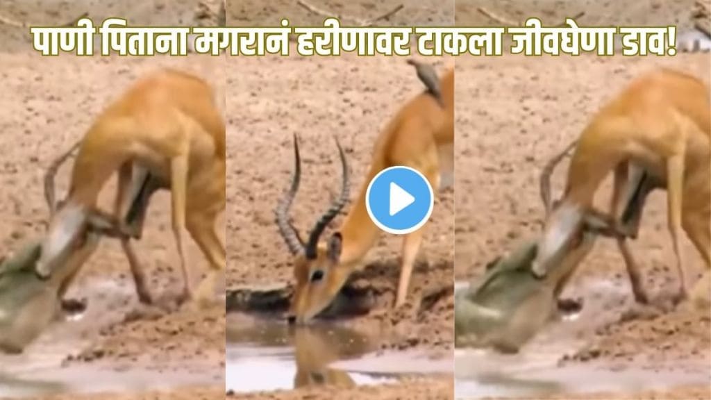 wildlife viral video crocodile vs deer