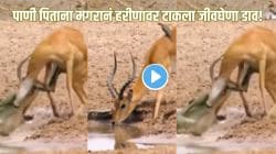 पाण्याचा घोट घ्यायला गेलं; पण मृत्यूनं गाठलं! पाणी पिताना मगरीनं हरणावर टाकला जीवघेणा डाव; काळजाला हादरवणारा Video समोर