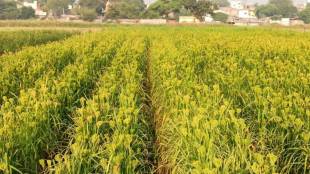 university agricultural meeting news in marathi