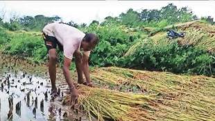 crop damage due to heavy rains in May