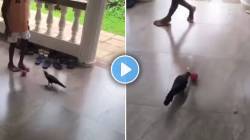 बाबो! मुलासह चक्क कावळा खेळतोय फुटबॉल; VIDEO पाहून चक्रावले लोक, म्हणाले, “भारी…”