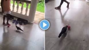 crow playing football viral video
