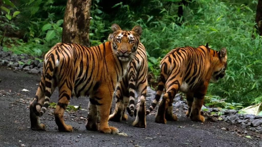 Sanjay Gandhi National Park cubs named Srivalli tourist