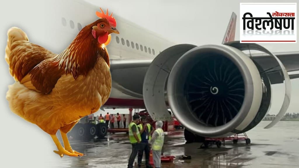 dead chickens on aircraft engines
