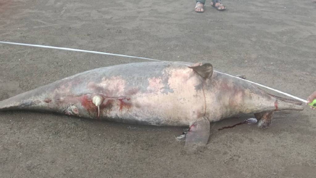 at vasai on Rajodi beach 8-foot dead dolphin found