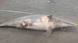 at vasai on Rajodi beach 8-foot dead dolphin found
