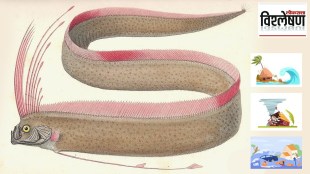 doomsday fish disaster connection