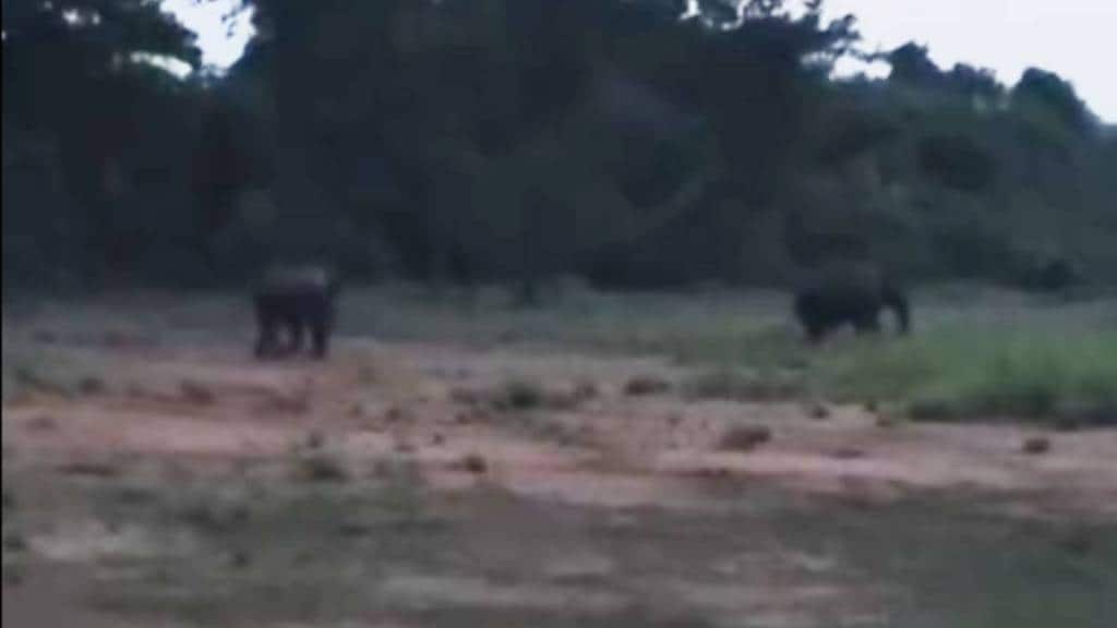 Odisha to Chandrapur elephants news in marathi