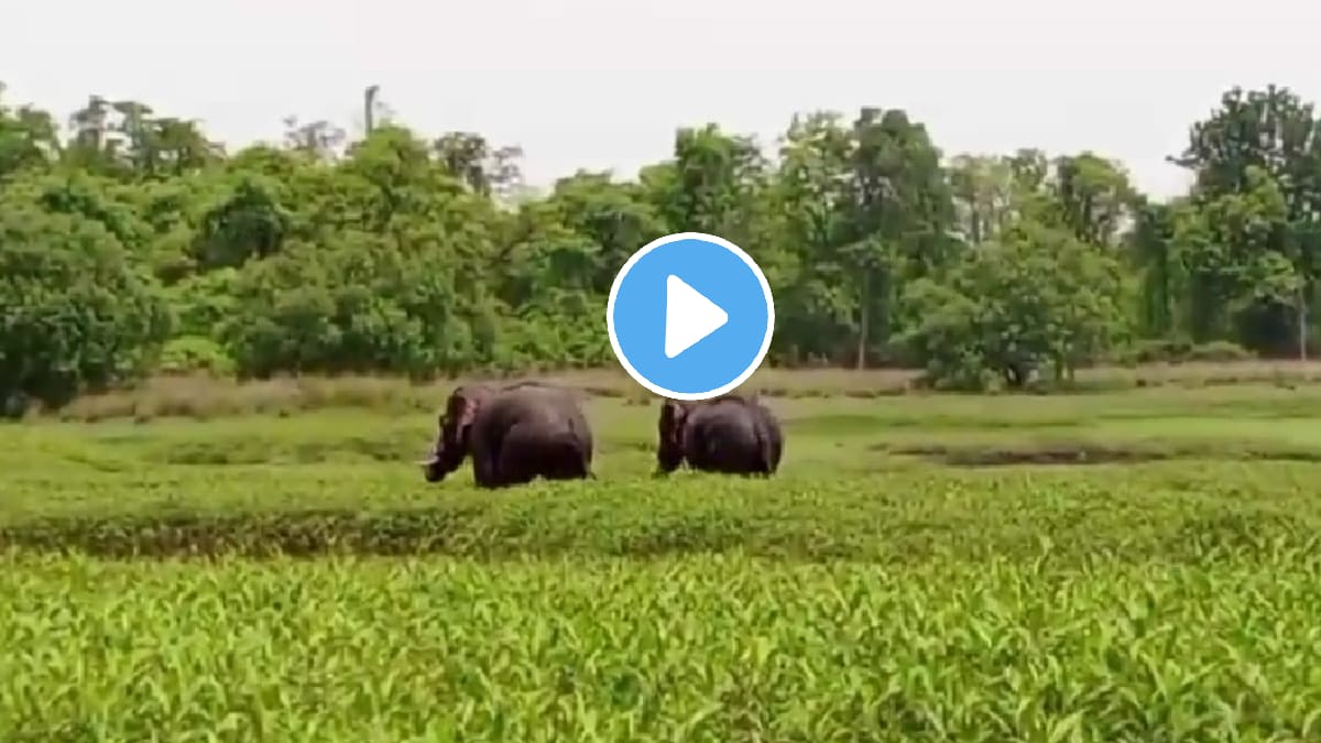 elephants entered tadoba adhari tiger reserve