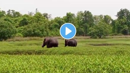 elephants entered tadoba adhari tiger reserve