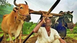 Satara Heavy rain in Koyna area light showers in Western Ghats farmers await sunshine