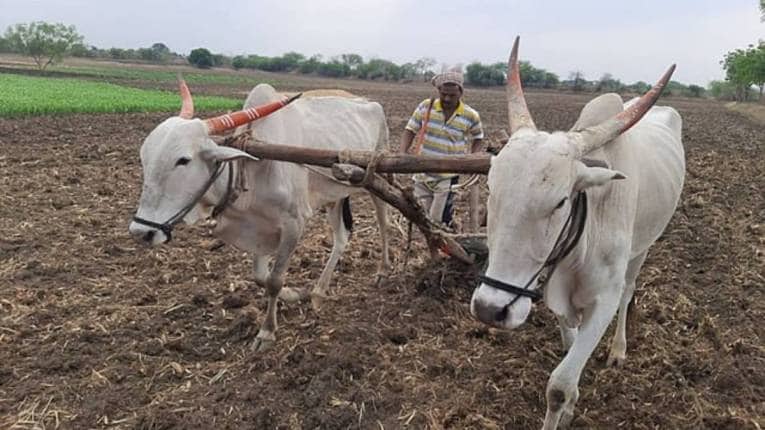 गोंदिया जिल्ह्यात पावसाअभावी पेरण्या खोळंबल्या; अपेक्षित सरासरी १०२.८ मिमी, बरसला मात्र सरासरी १६.८ मिमी