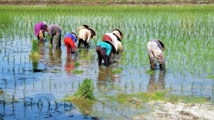 Rice field farmer Uran, farmer Uran rice crop,