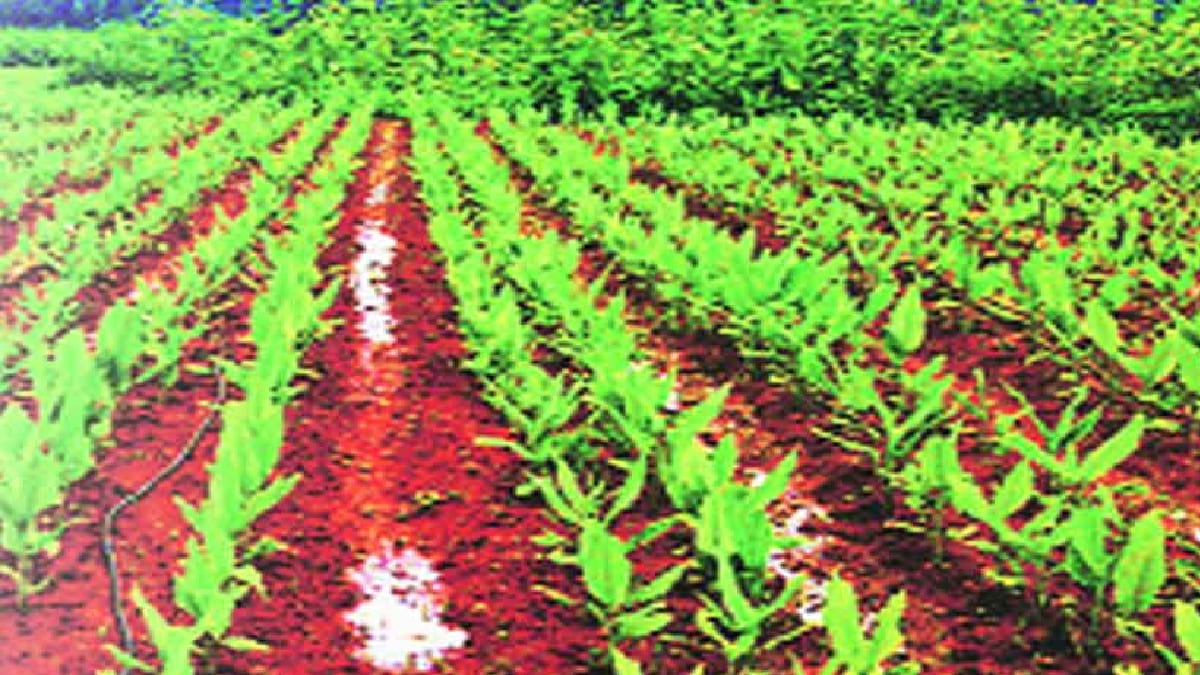Workshop in Parbhani by experts working in the field of organic farming for nutritional value