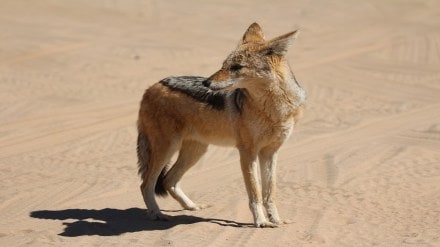 Golden foxes roam in Navi Mumbai print news