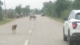 Gondiya tiger spotted walking on road during day