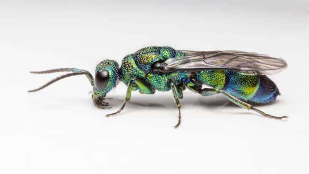 animals with sharp vision in the world