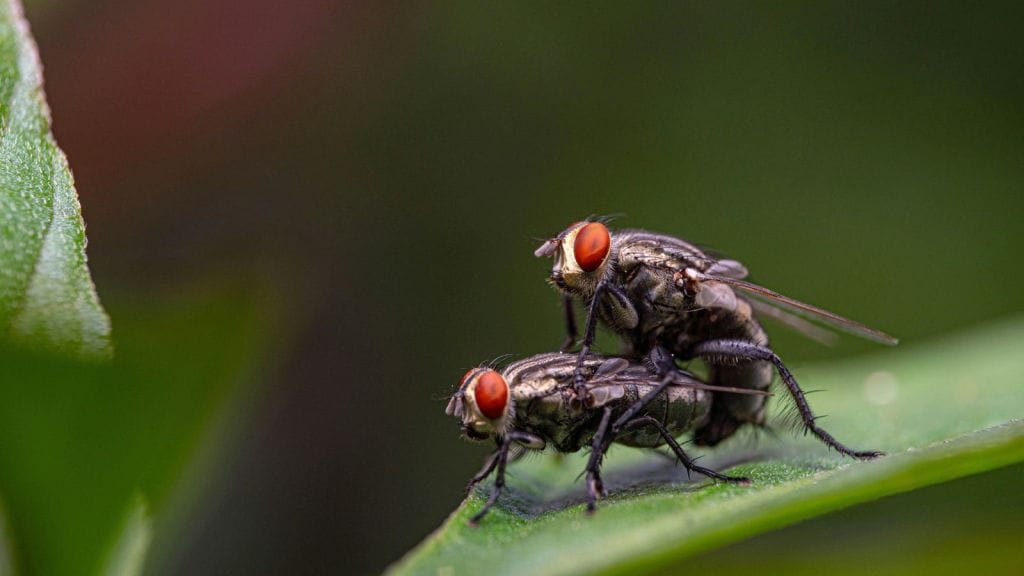 flies | makkhi kaise bhagaye | makkhi bhagane ka spray | makkhi bhagane ke upay | makkhi bhagane ka gharelu upay | flies killer spary | fly repellent remedy | fly repellent spray
