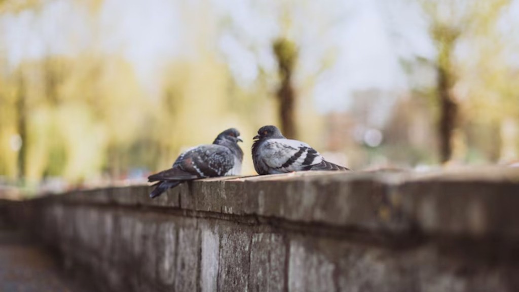 How to get rid of pigeons