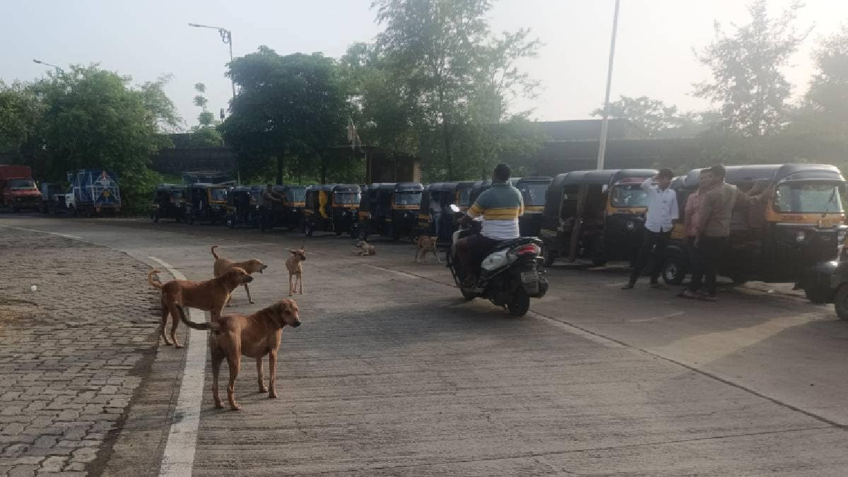 There is an atmosphere of panic among the citizens due to the increased number of stray dogs in Badlapur city