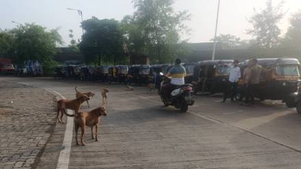 There is an atmosphere of panic among the citizens due to the increased number of stray dogs in Badlapur city