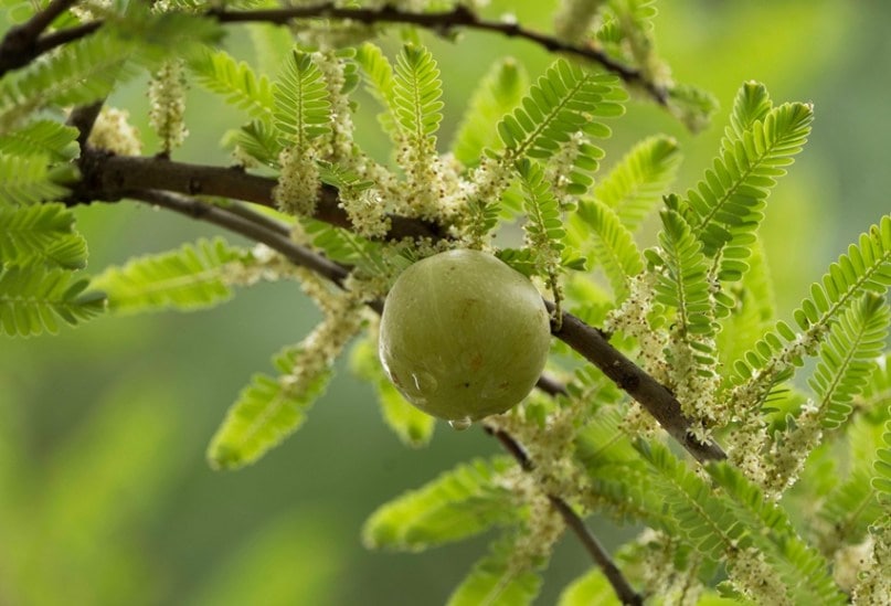 6 Superfoods to Kickstart Your Day with Energy and Glow