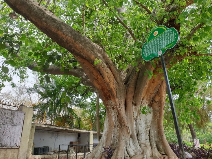 How Peepal tree helps reduce stress