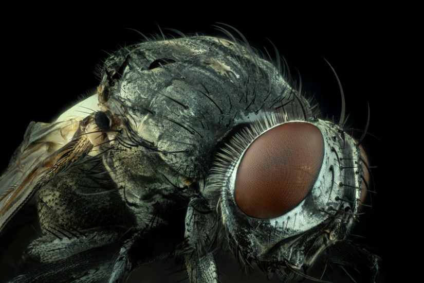 From Eagles to Flies Who Truly Sees the World's Best